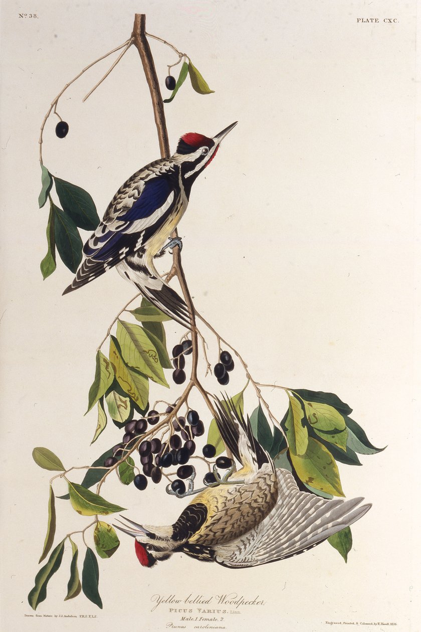 O sapsucker de barriga amarela. Dos pássaros da América, 1827-1838. de John James Audubon