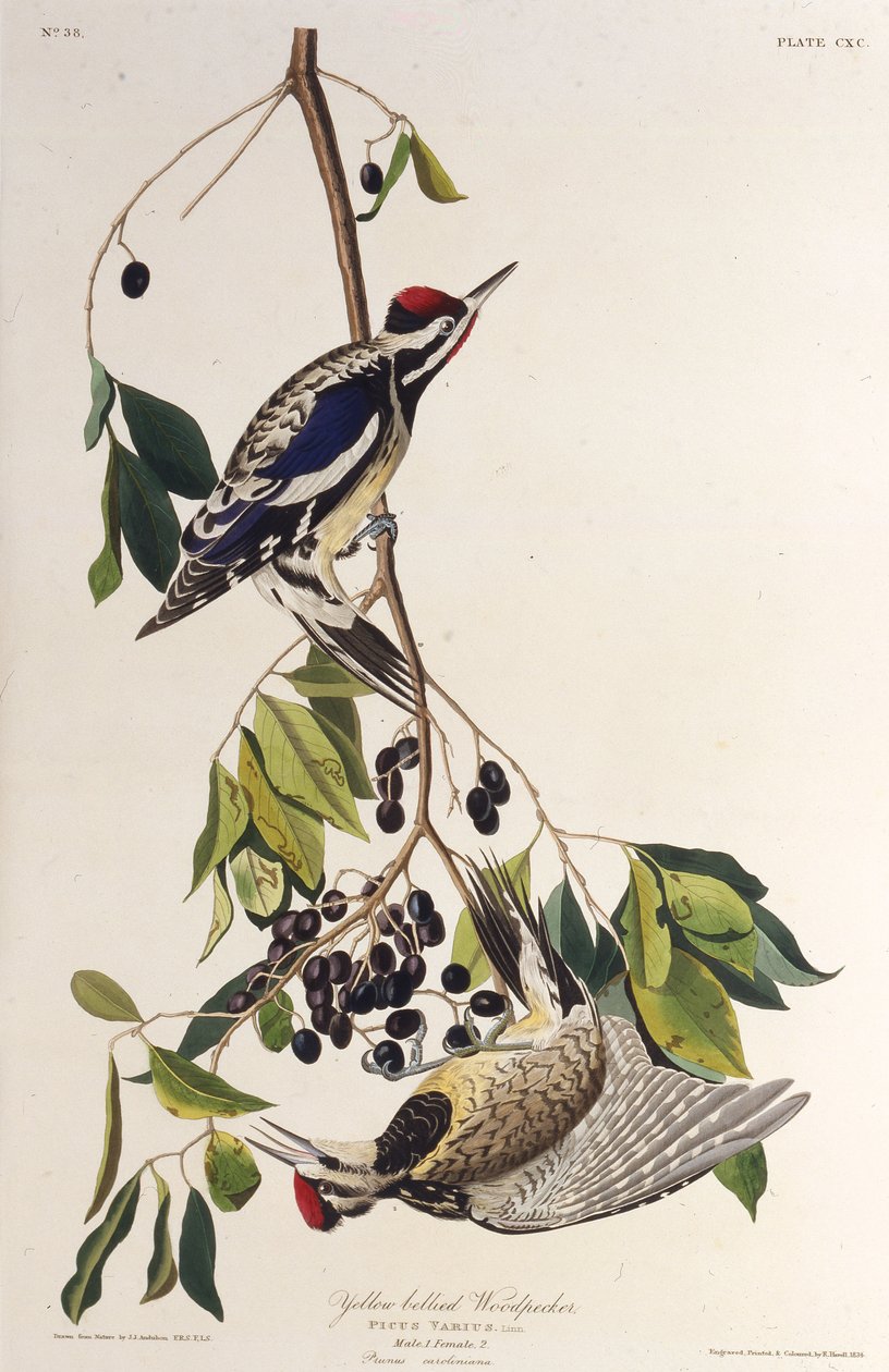 O sapsucker de barriga amarela. Dos pássaros da América, 1827-1838. de John James Audubon