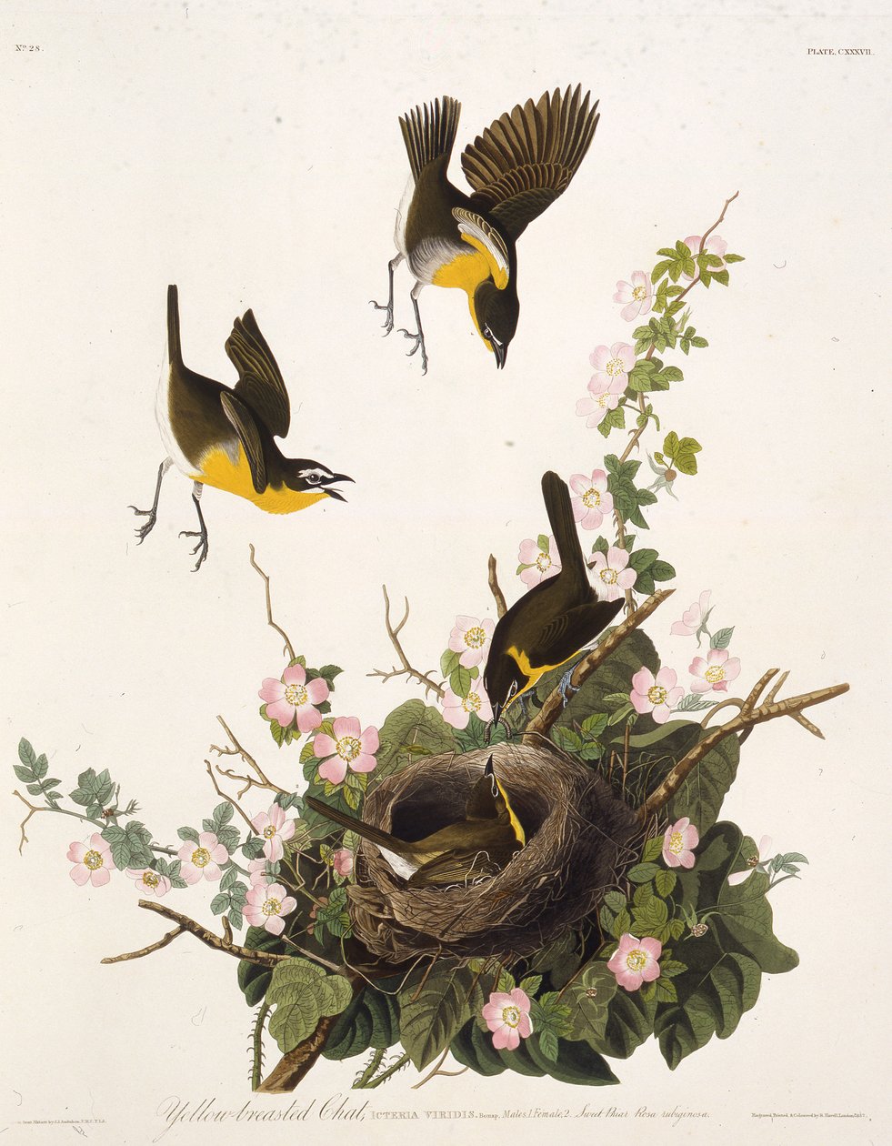 A conversa de peito amarelo. Dos pássaros da América, 1827-1838. de John James Audubon