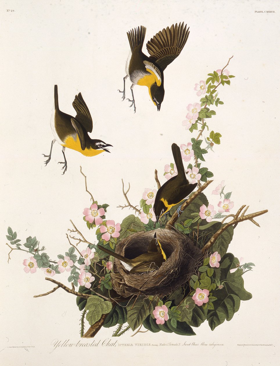A conversa de peito amarelo. Dos pássaros da América, 1827-1838. de John James Audubon
