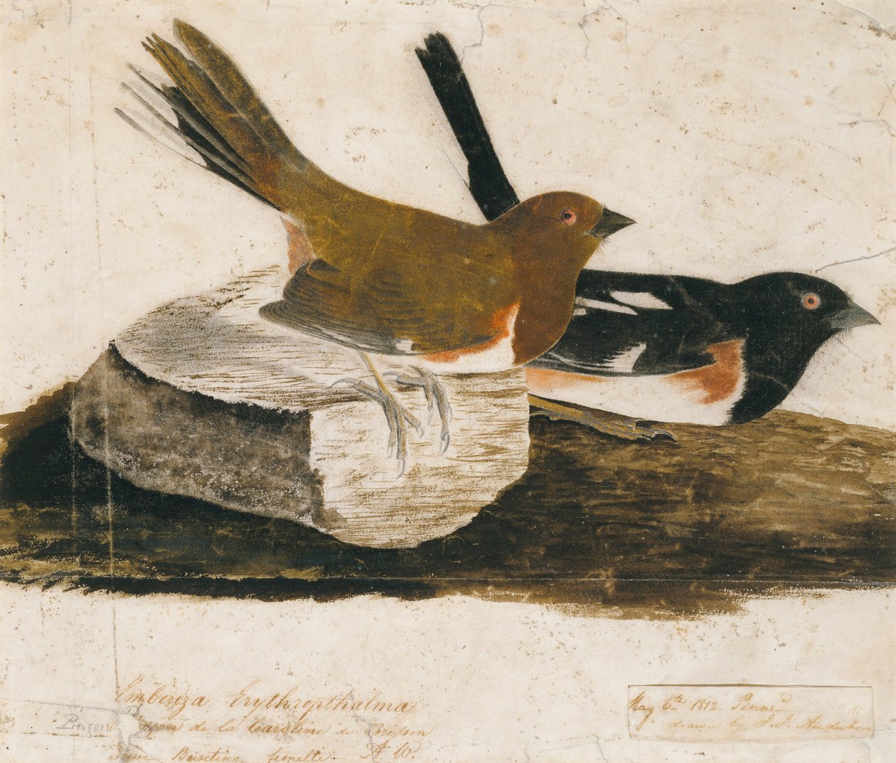 Pintassilgo de John James Audubon
