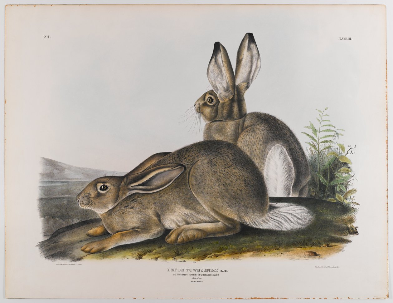 Lebre da montanha rochosa de Townsends, 1842 de John James Audubon