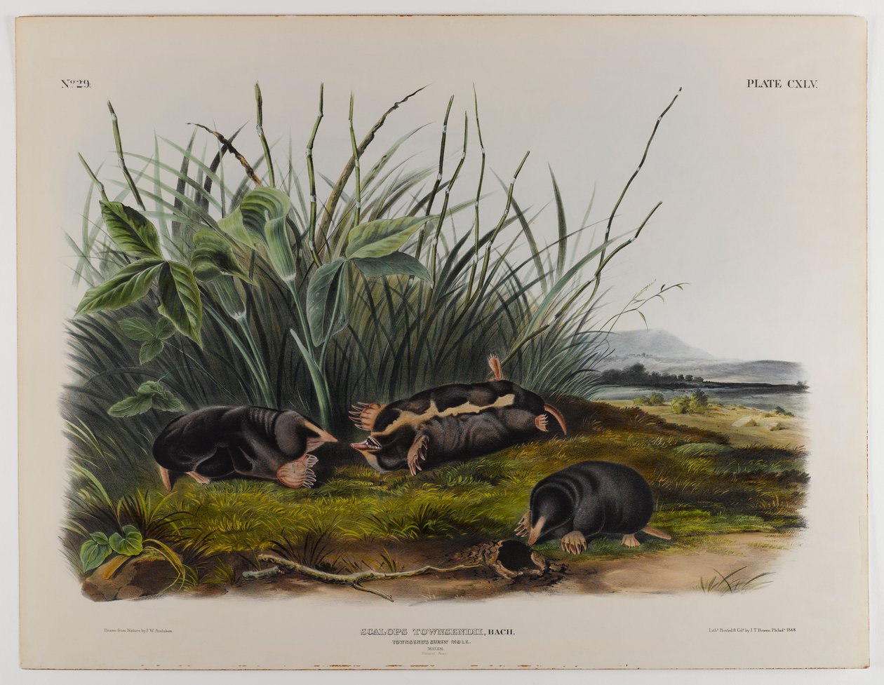 Townsends shrew toupeira de John James Audubon