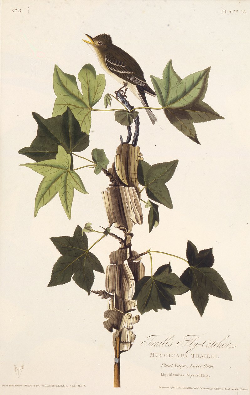 Treina o papa-moscas. Dos pássaros da América, 1827-1838. de John James Audubon