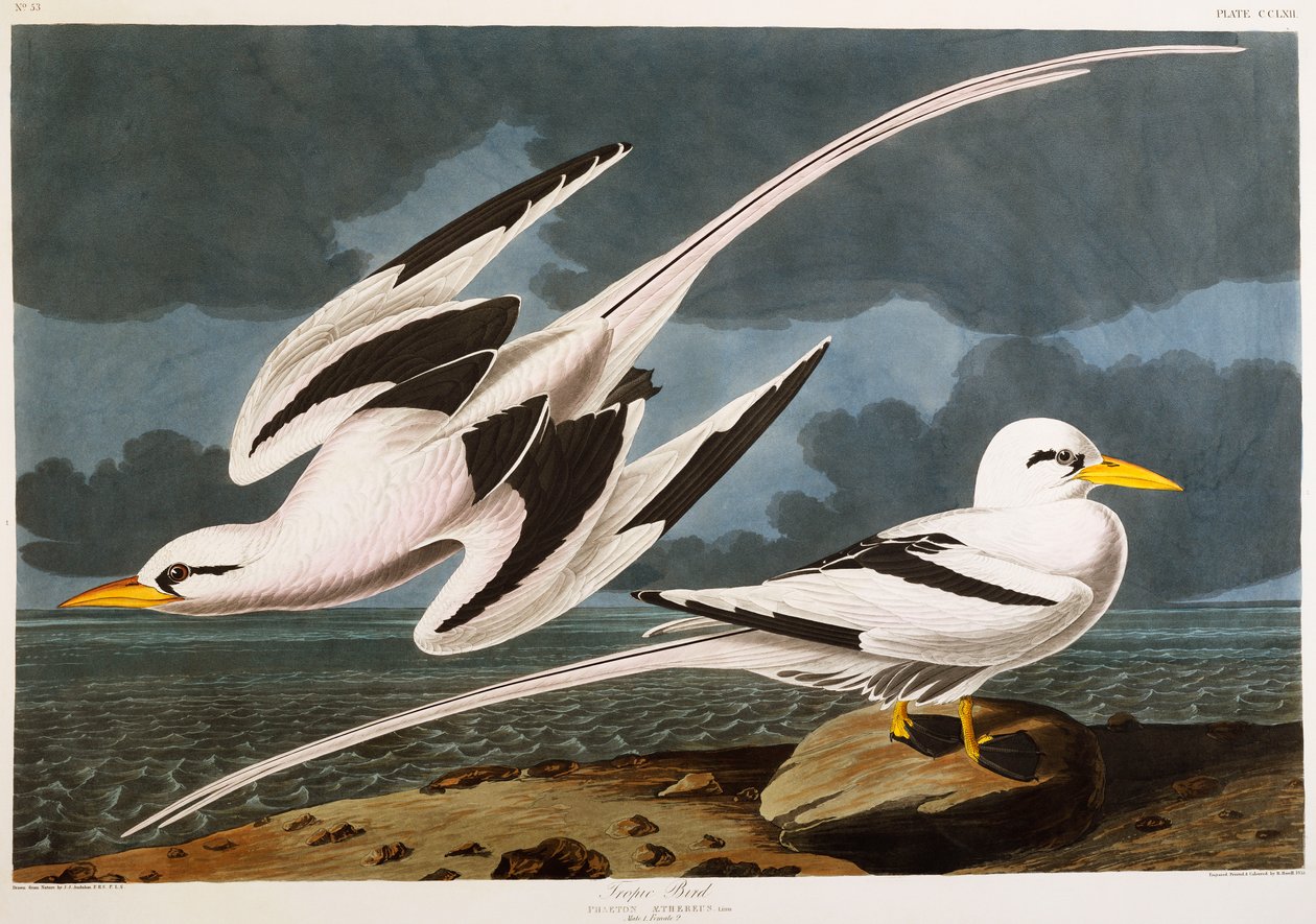 Pássaro tropical de John James Audubon