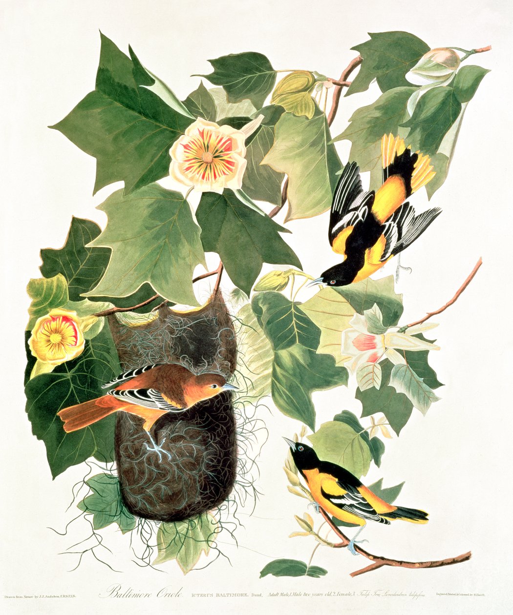 Tulipa-Árvore: Liriodendron tulipifera, de 