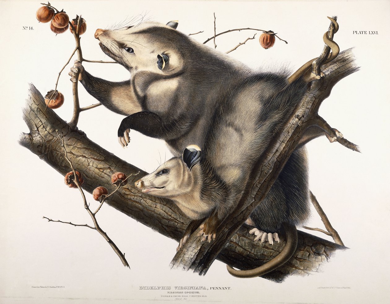 Gambá da Virgínia, 1845 de John James Audubon
