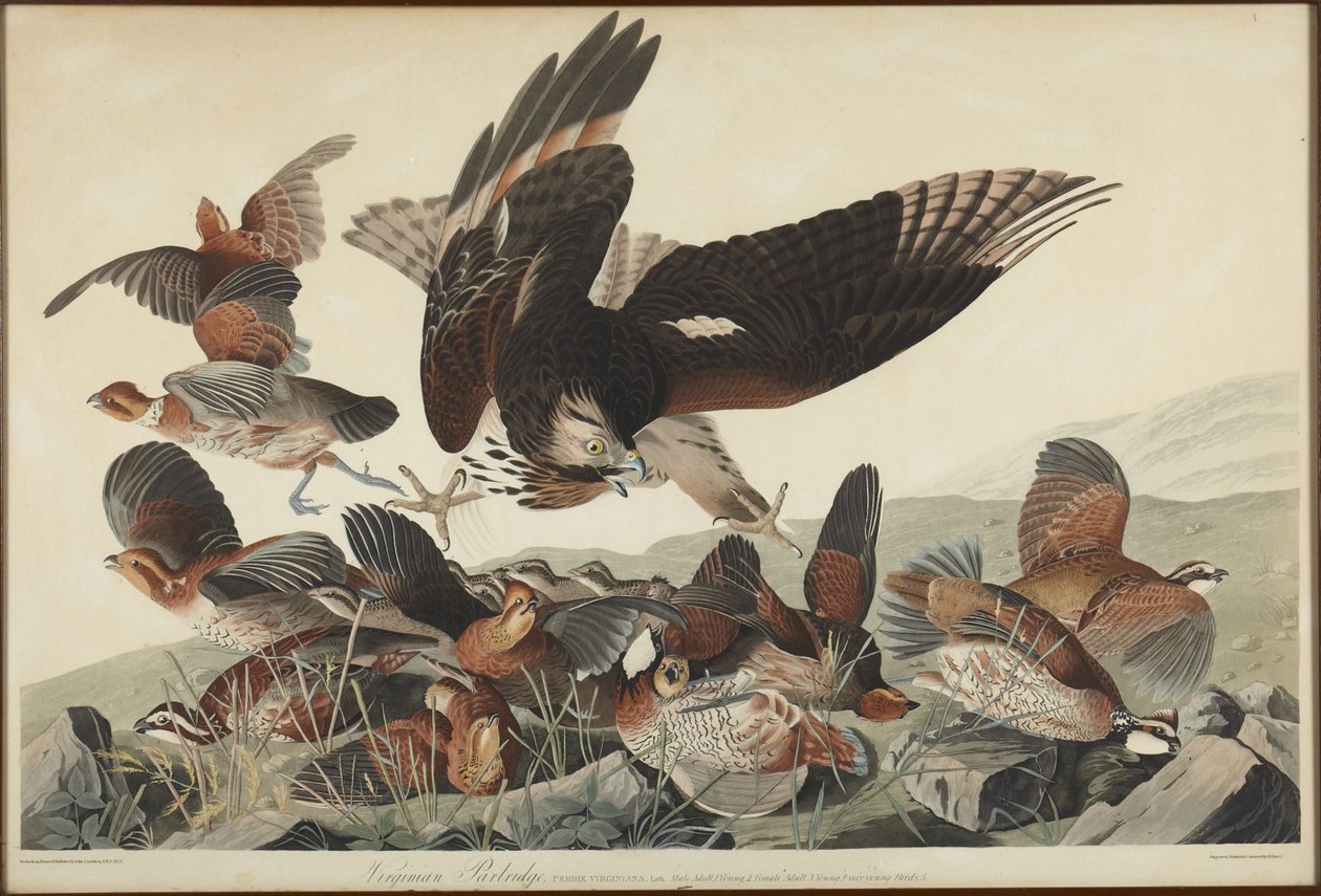 Perdiz da Virgínia de John James Audubon