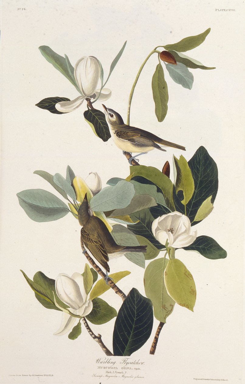 Papa-moscas Warbling. Dos pássaros da América, 1827-1838. de John James Audubon