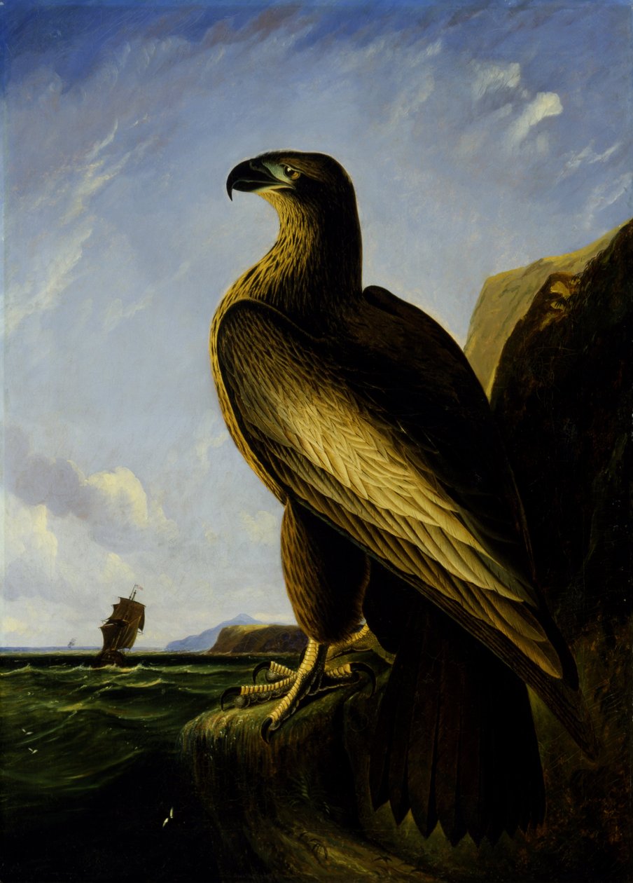 Águia do mar de Washington de John James Audubon
