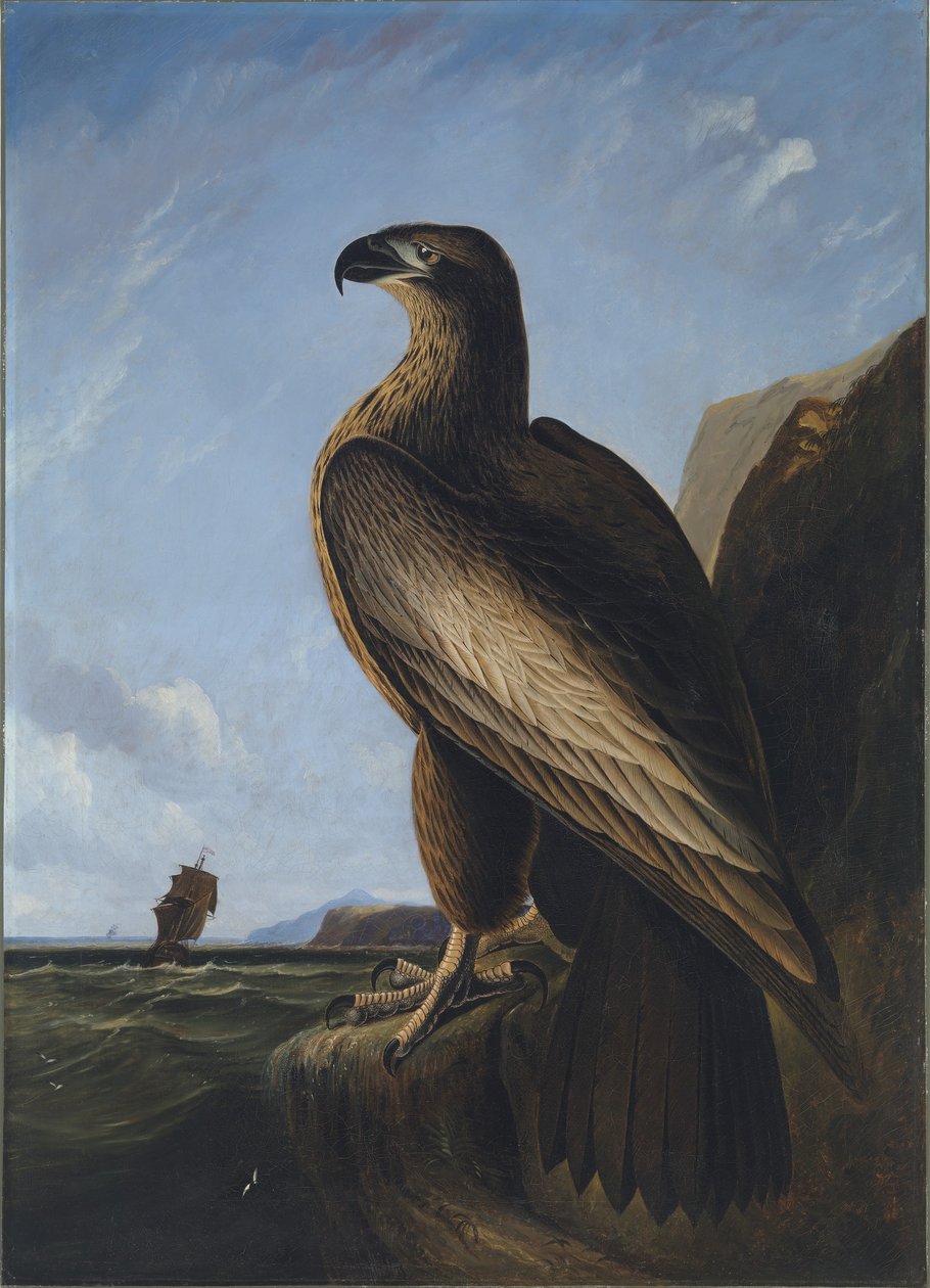 Águia do mar de Washington de John James Audubon
