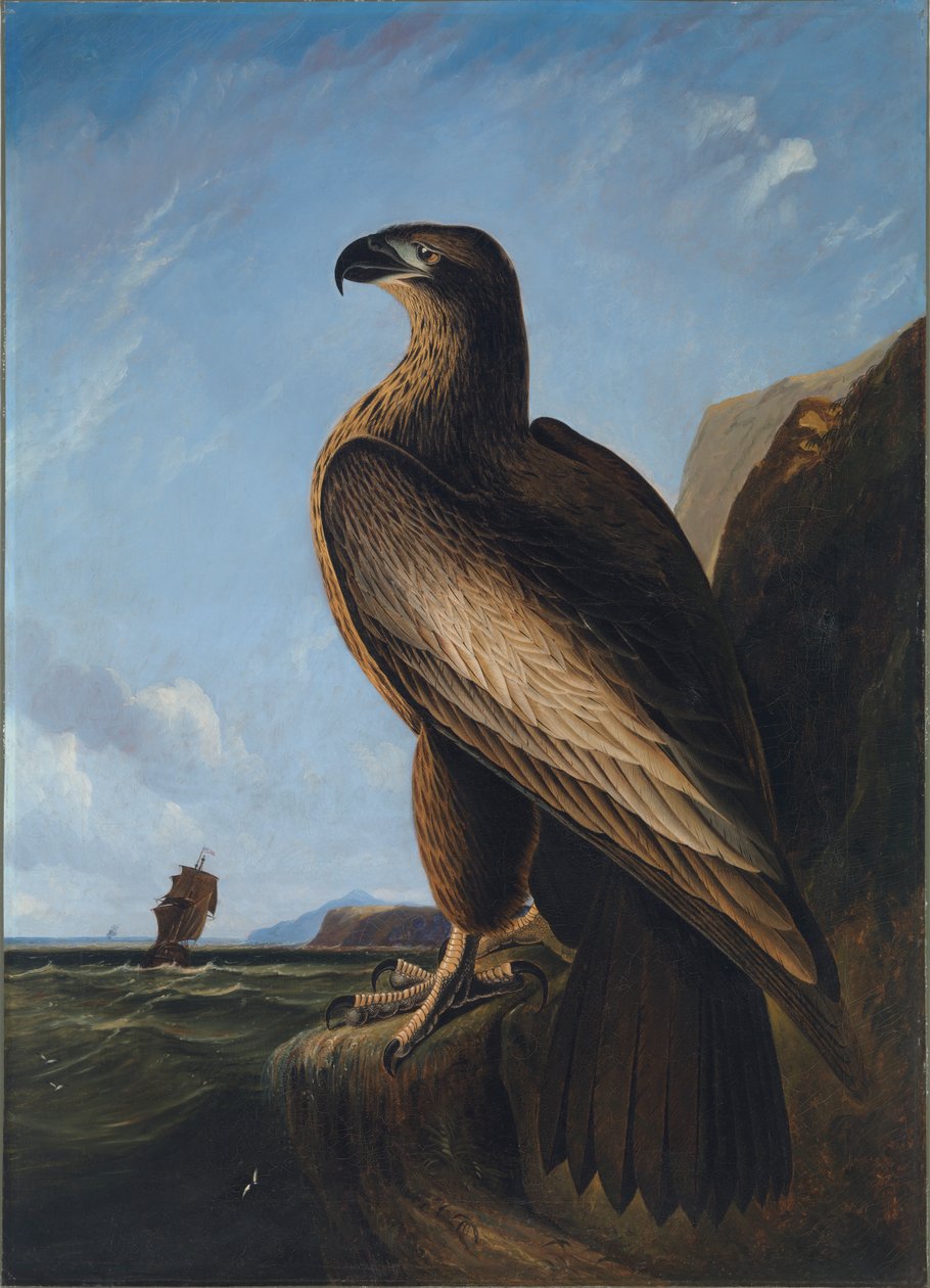 Washington Sea Eagle, ca. 1836-1839. de John James Audubon