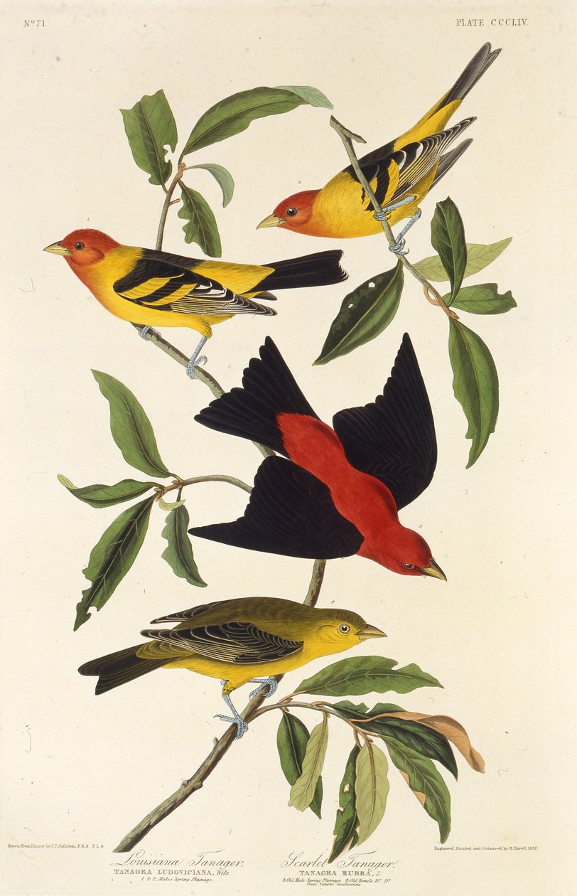 Tanager ocidental. Tanager escarlate. Dos pássaros da América, 1827-1838. de John James Audubon
