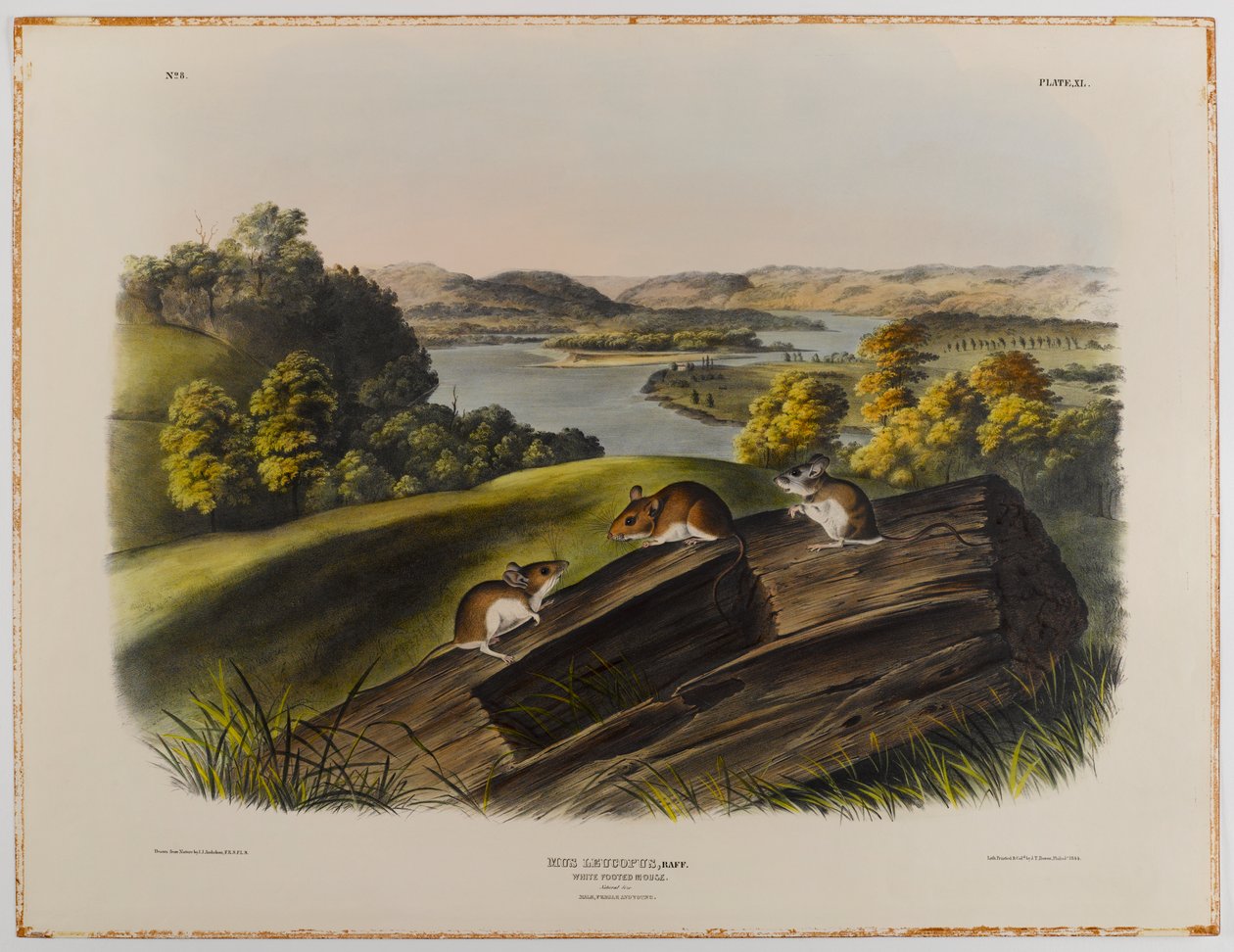Rato de patas brancas de John James Audubon