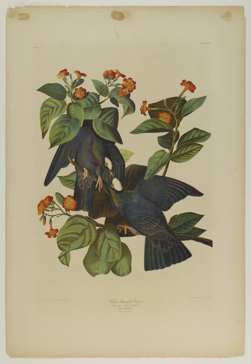 Pombo-de-cabeça-branca, impresso por Julien Bien e publicado por Roe Lockwood & Son, 1861 (cromolitógrafo) de John James Audubon
