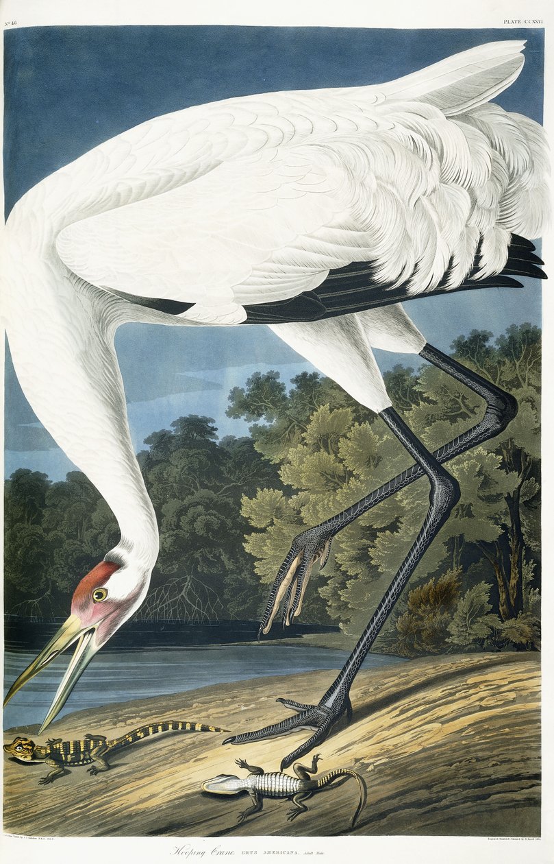 Guindaste gritando, macho adulto, 1834 de John James Audubon