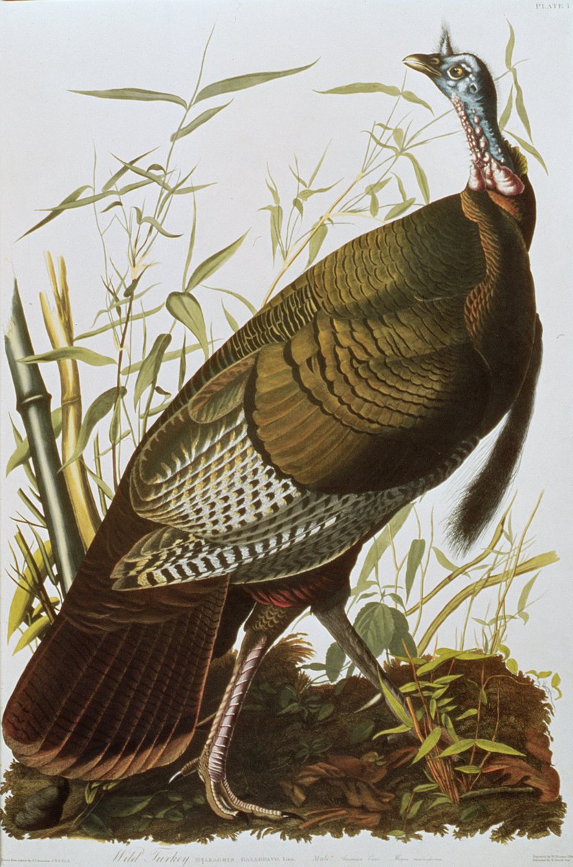 Wild Turkey, de 