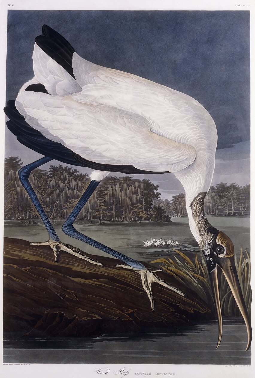 Ibis de madeira de John James Audubon