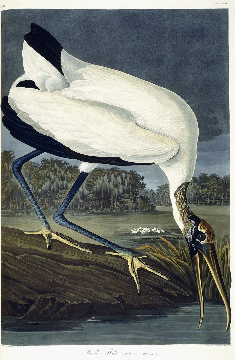 Ibis de madeira, 1834 de John James Audubon