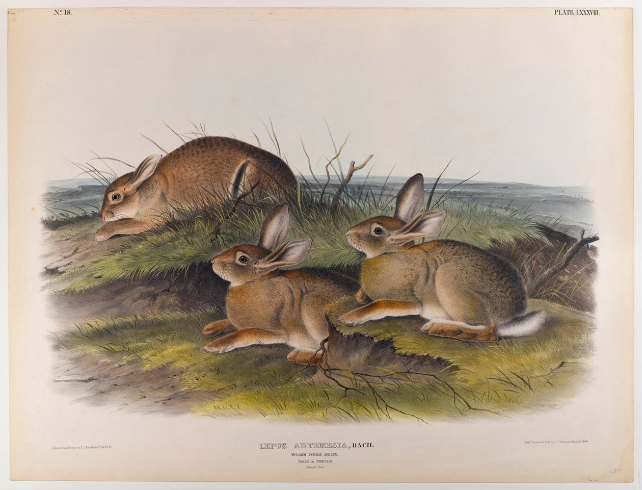 Lebre de madeira de John James Audubon