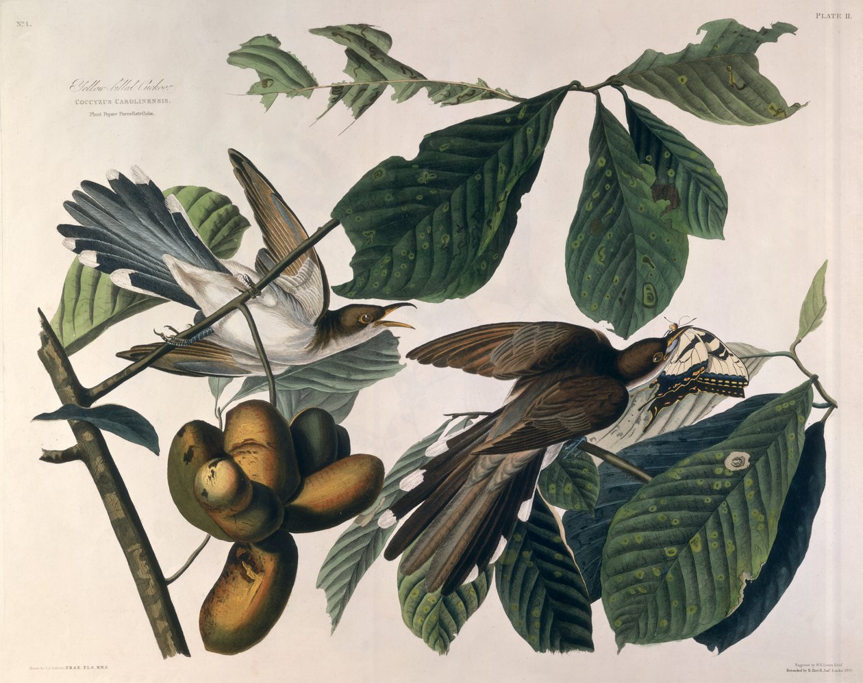 Cuco-de-bico-amarelo, de &39;Birds of America&39;, gravado por William Home Lizars (1788-1859) e retocado por Robert Havell (1793-1878) 1829 de John James Audubon