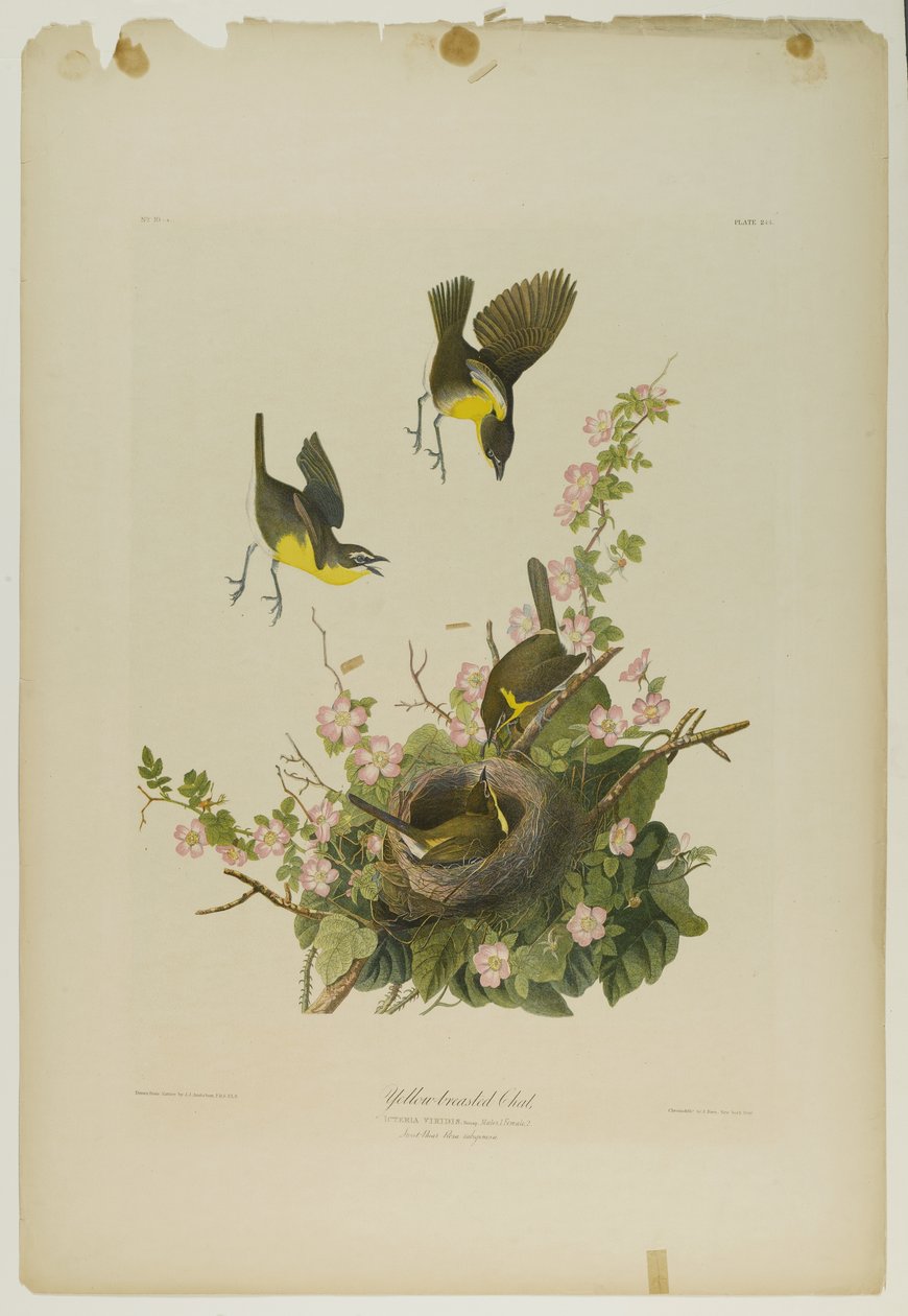 Bate-papo de peito amarelo, impresso por Julien Bien e publicado por Roe Lockwood & Son, 1861 (cromolitógrafo) de John James Audubon