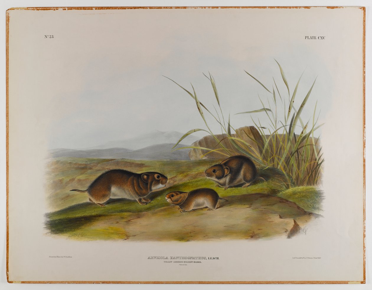 Rato de prado amarelo-bochechas de John James Audubon