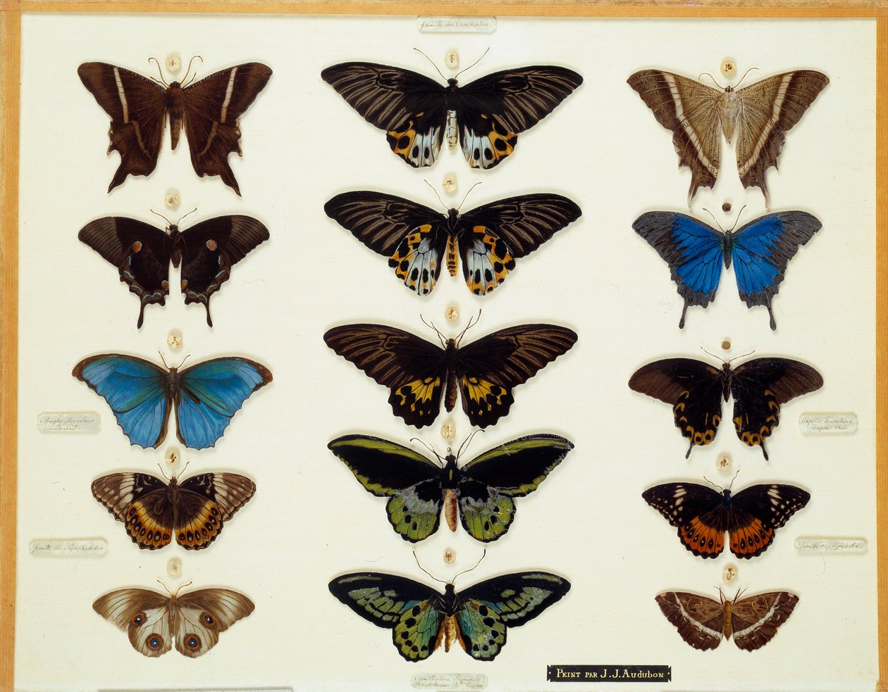 Zoologia: Placa de Borboletas Pintada em Vidro por John James Audubon (1780-1851) Coleção do século XIX Brieux de John James Audubon