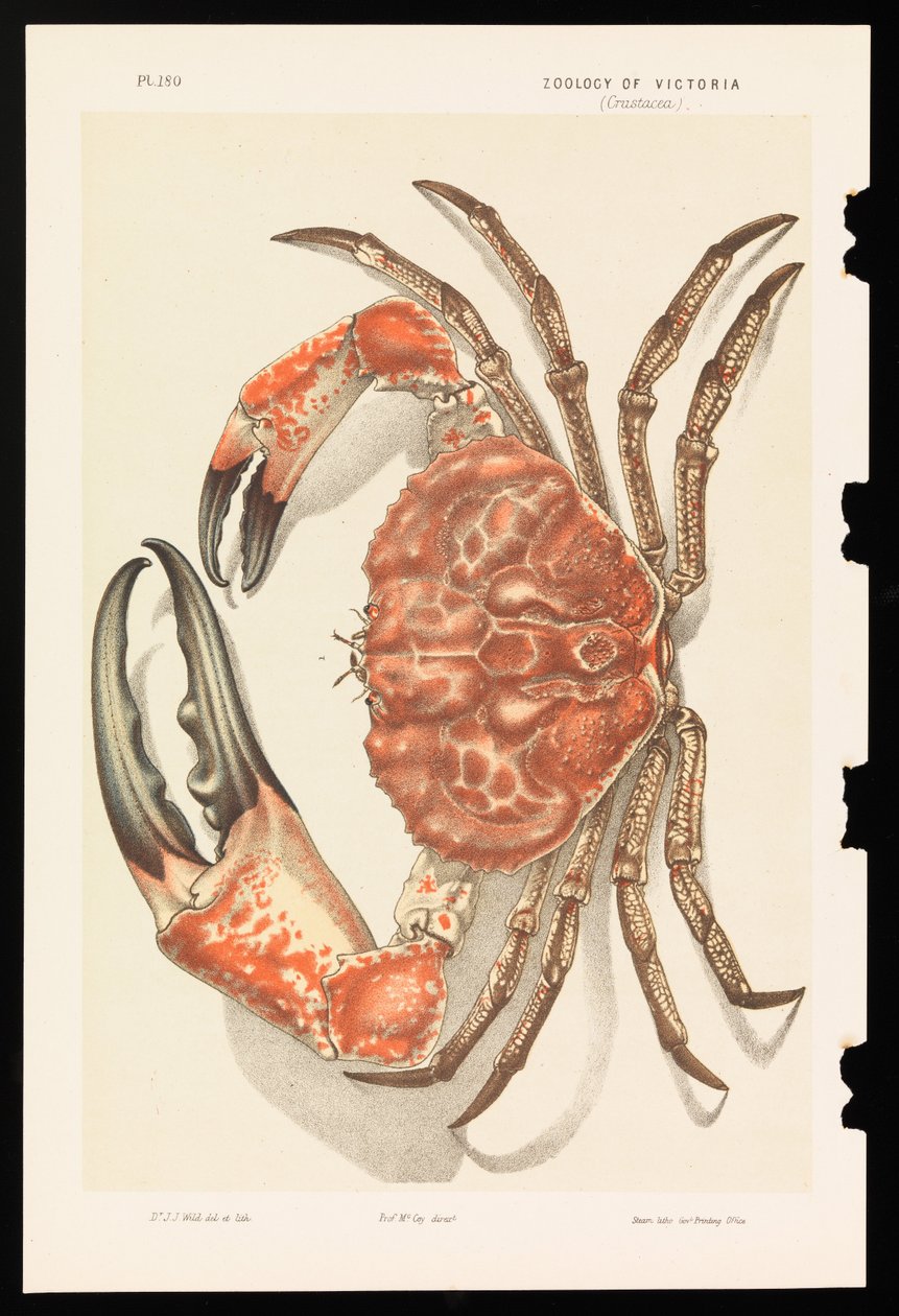 Caranguejo gigante da Tasmânia, Pseudocarcinus gigas de John James Wild
