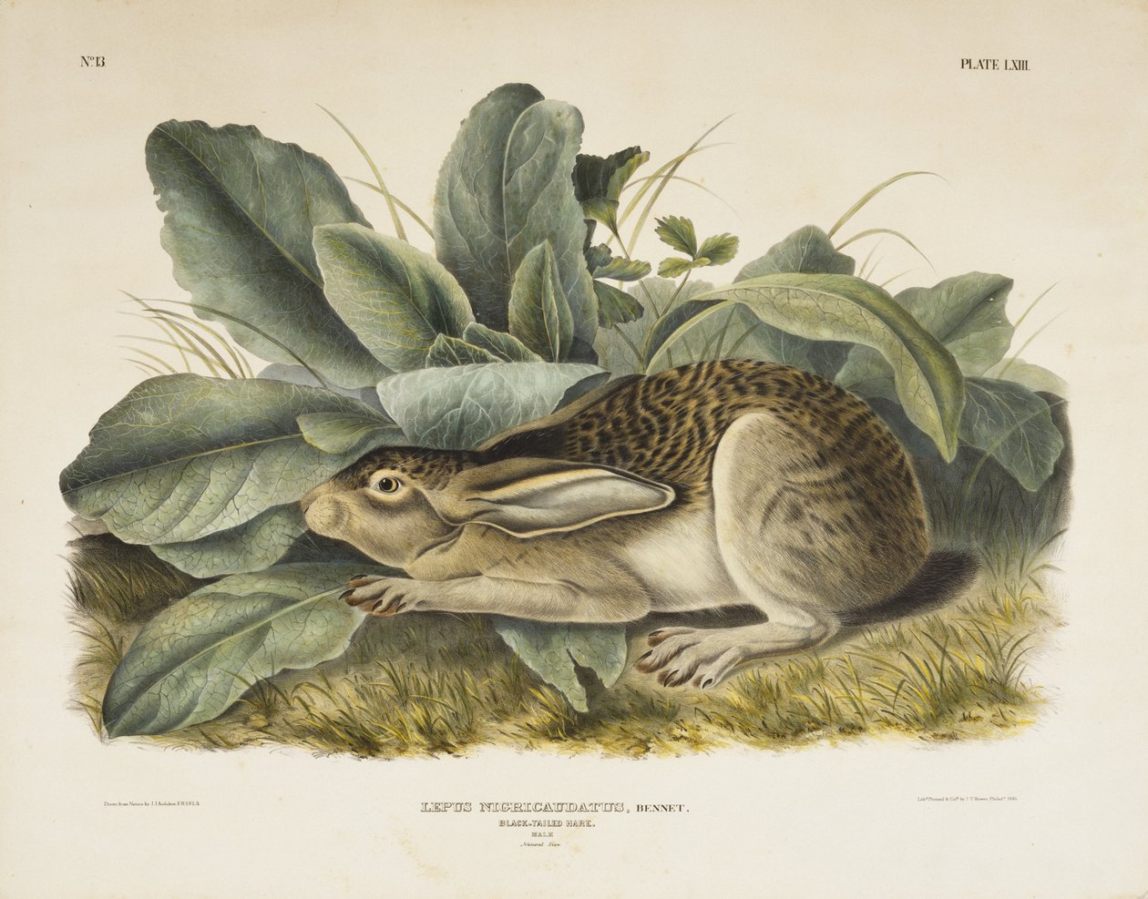 Lebre-de-cauda-preta, 1845 (litografia colorida à mão em papel de capa) de John James after Audubon