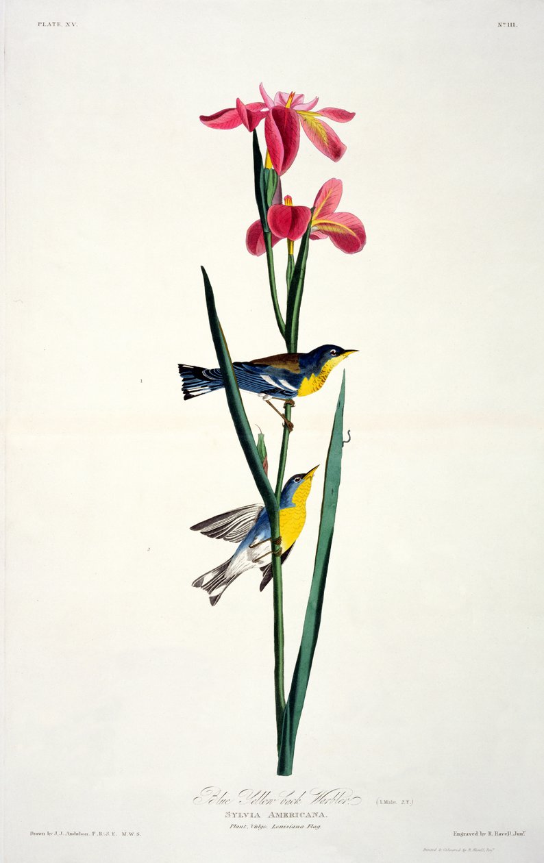 Toutinegra Amarela-para trás azul, dos pássaros da América, gravada por Robert Havell (1793-1878) de John James after Audubon