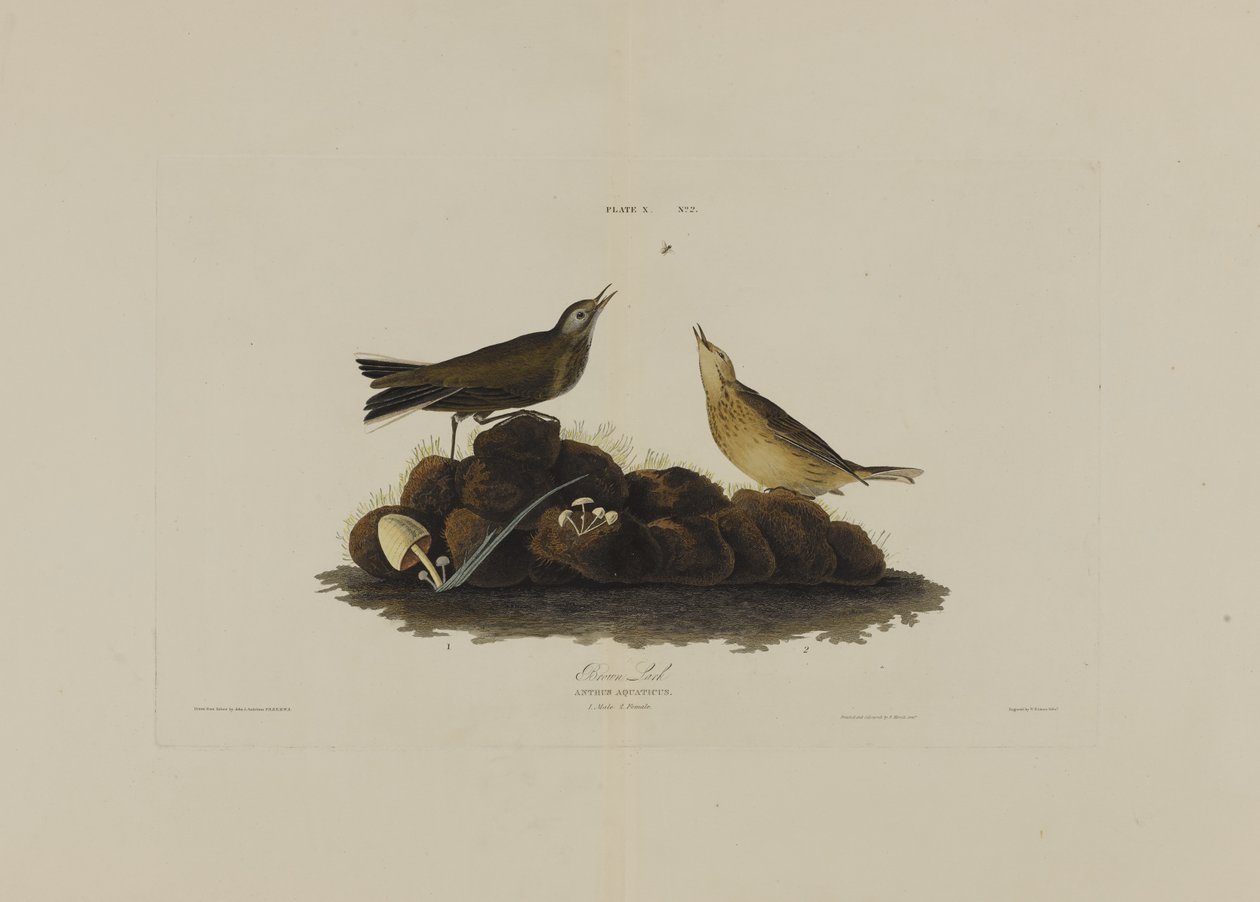 Brown Lark, de aves da América, gravada por Robert Havell (1793-1878) de John James after Audubon