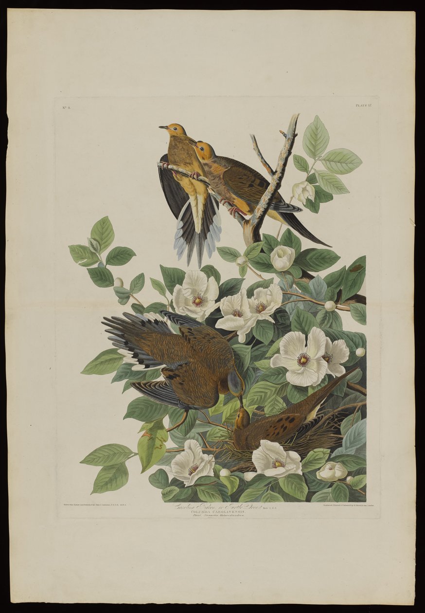 Pombo de Carolina ou pomba de tartaruga, de aves da América, gravada por Robert Havell (1793-1878) de John James after Audubon