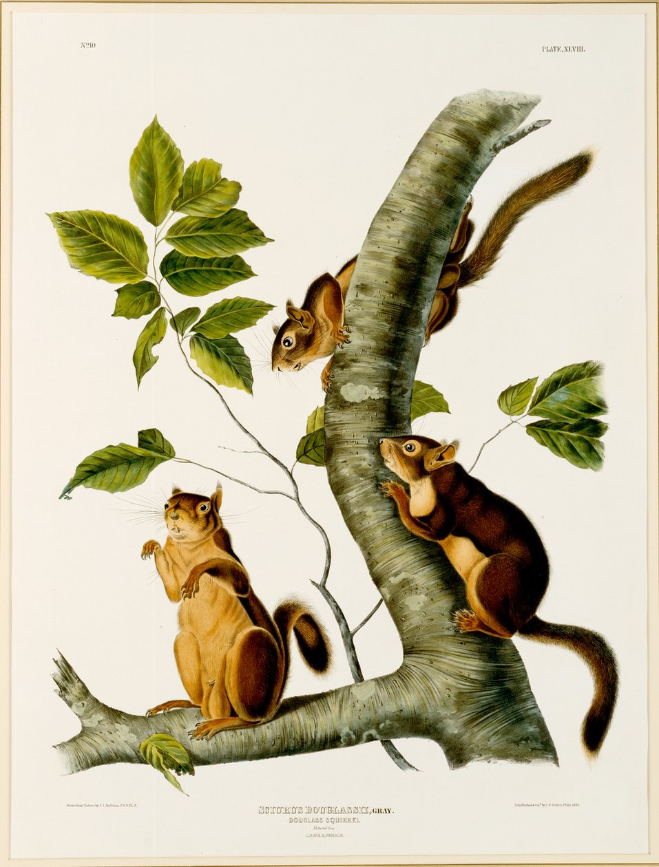 Douglas Squirrel, do fólio Os quadrúpedes vivíparos da América do Norte, publicado em 1845, 1844 (ver 129902 para original) de John James after Audubon