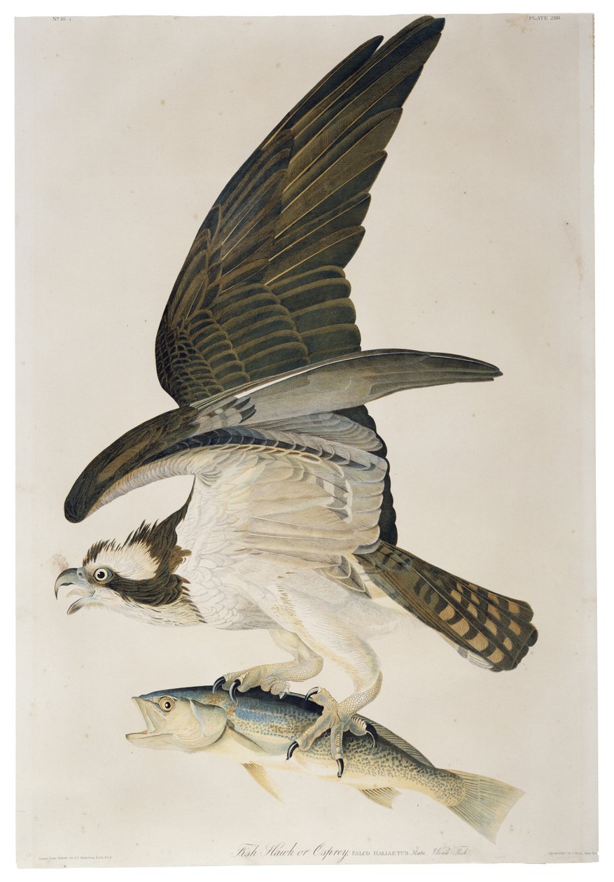 Fish Hawk ou Osprey, litografia por Julius Bien (1826-1909), 1860 de John James after Audubon