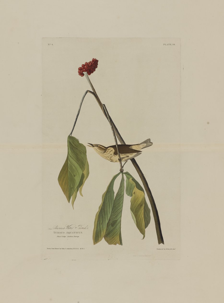 Louisiana Water Thrush, de aves da América, gravada por Robert Havell (1793-1878) de John James after Audubon