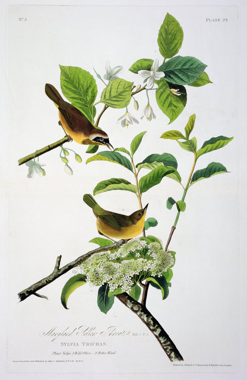Garganta amarela de Maryland, dos pássaros da América, gravada por Robert Havell (1793-1878) de John James after Audubon