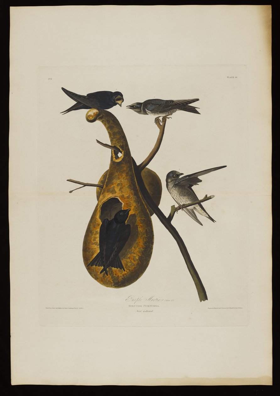 Martin roxo, dos pássaros da América, gravado por Robert Havell (1793-1878) de John James after Audubon