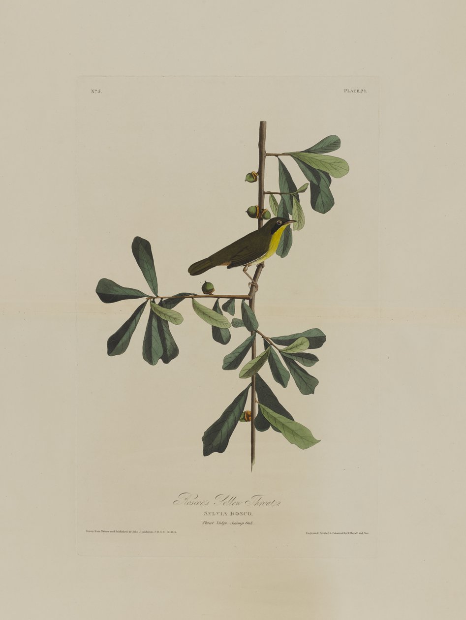 Roscoes Yellow Throat, de Birds of America, gravada por Robert Havell (1793-1878) de John James after Audubon