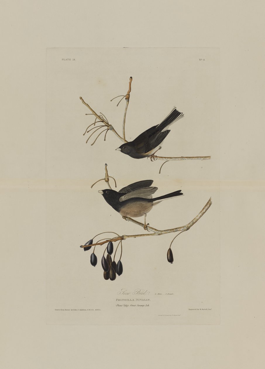 Pássaro da neve, dos pássaros da América, gravado por Robert Havell (1793-1878) de John James after Audubon