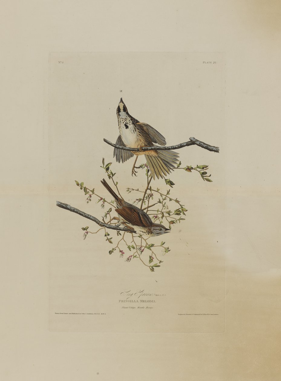 Song Sparrow, de aves da América, gravada por Robert Havell (1793-1878) de John James after Audubon