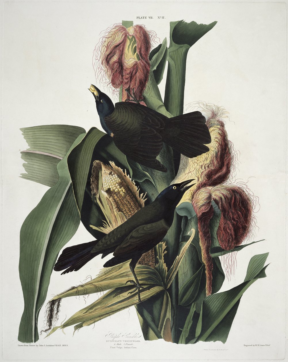 O roxo Grackle, de aves da América, gravado por Robert Havell (1793-1878) de John James after Audubon