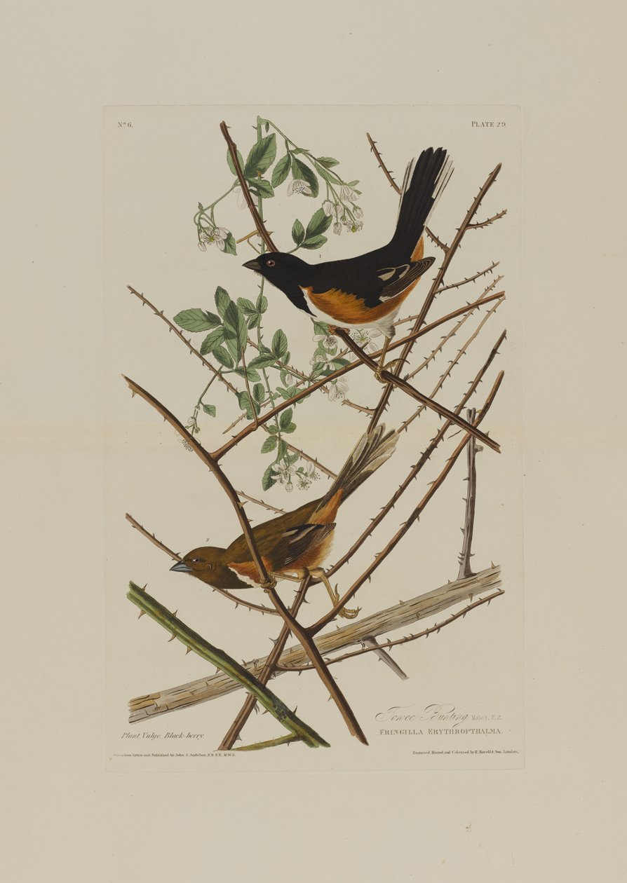 O Towhe Bunting, de aves da América, gravado por Robert Havell (1793-1878) de John James after Audubon