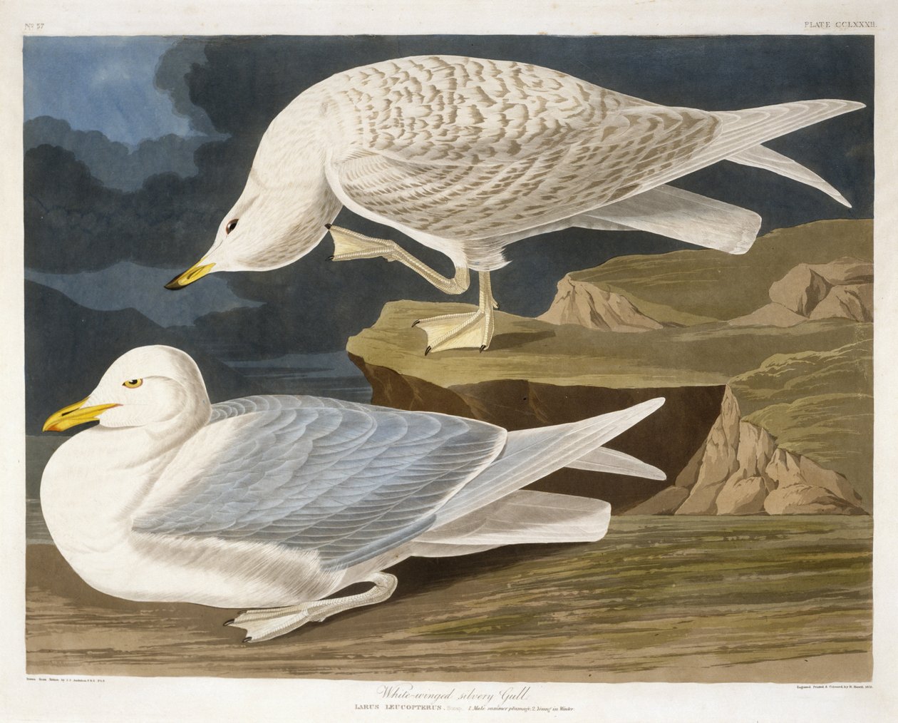 Gaivota-prateada-de-asa-branca, gravada por Robert Havell, Jr. (1793-1878), 1835 (gravura colorida à mão) de John James after Audubon
