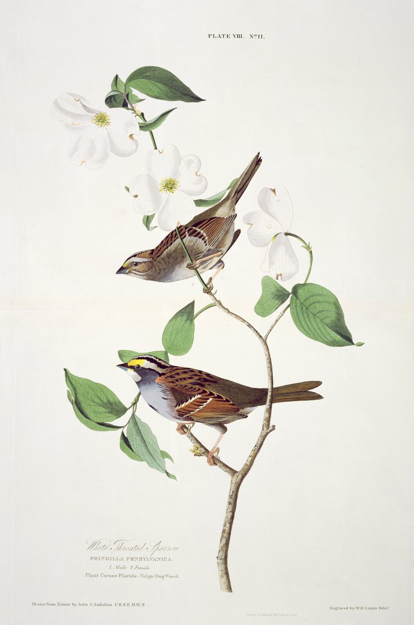 Pardal Garganta Branca, dos Pássaros da América, gravada por Robert Havell (1793-1878) de John James after Audubon