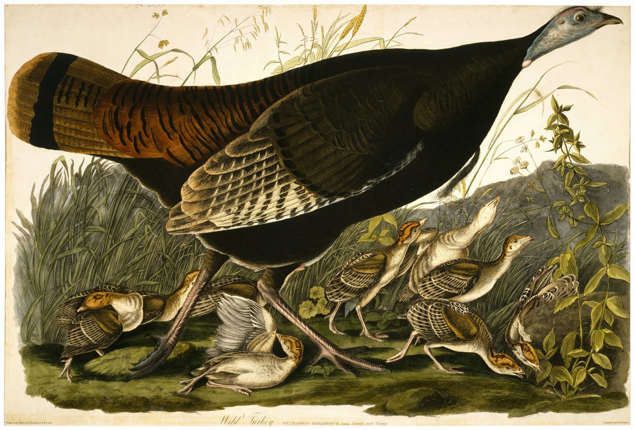 Wild Turkey, gravado por William Home Lizars (1788-1859) c.1827-32 (aquatinta colorida à mão em papel de capa) de John James after Audubon
