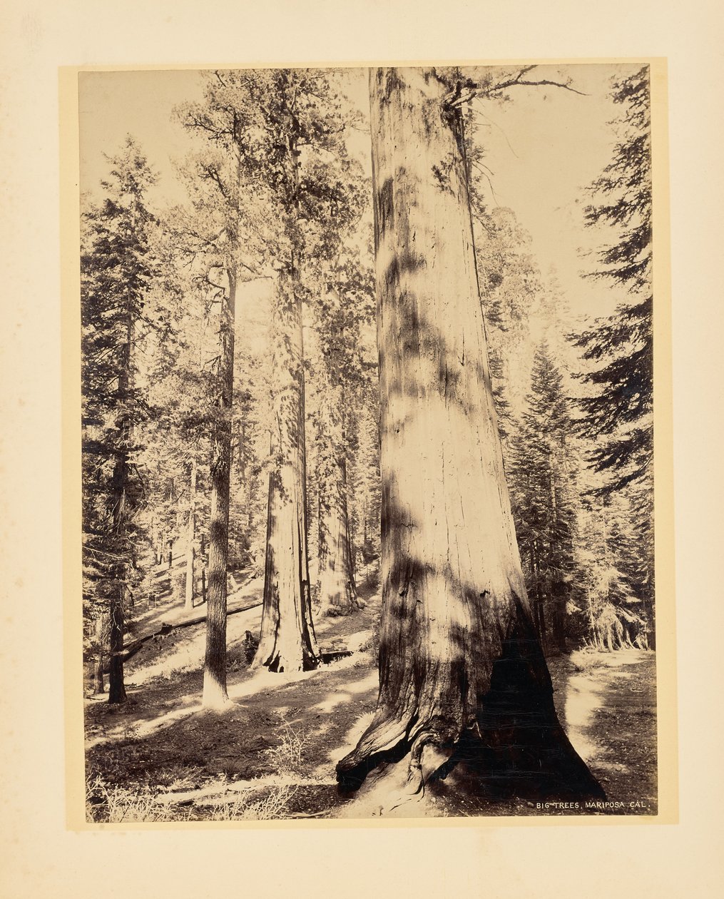 Árvores grandes, Mariposa, Califórnia de John K. Hillers