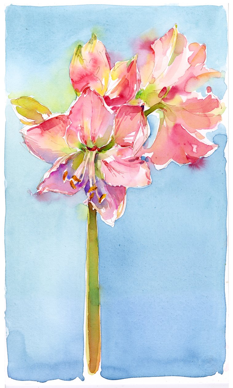 Amaryllis com fundo aqua, 2015, (aquarela) de John Keeling