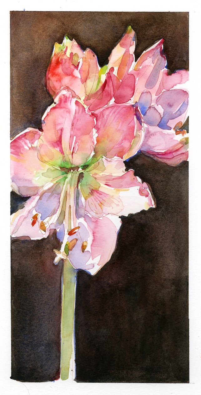 Amaryllis com fundo marrom, 2015, (aquarela) de John Keeling