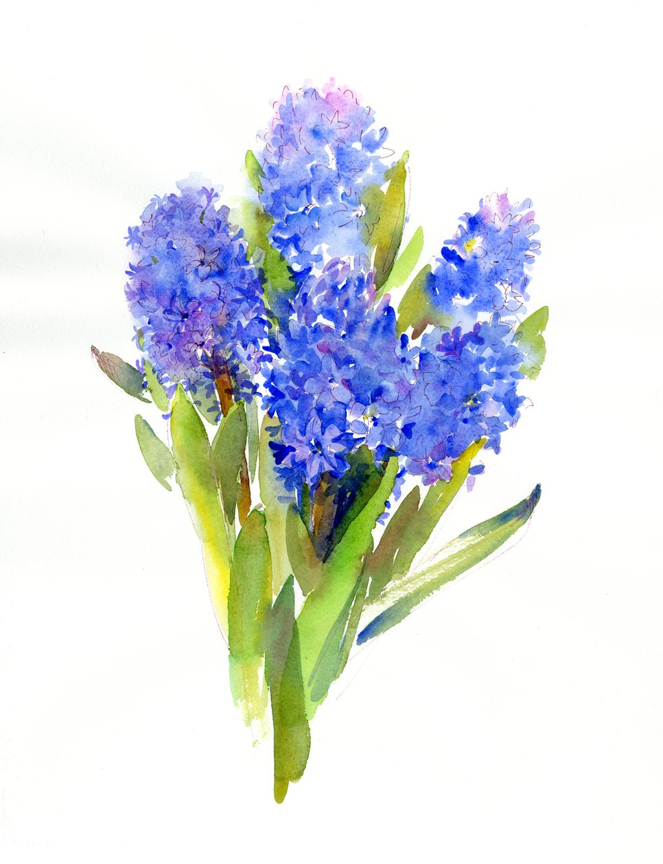 Jacinto azul, 2014, (aquarela) de John Keeling